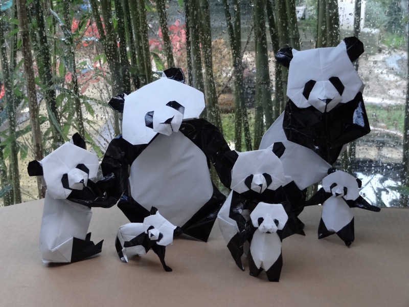 photo pandas
